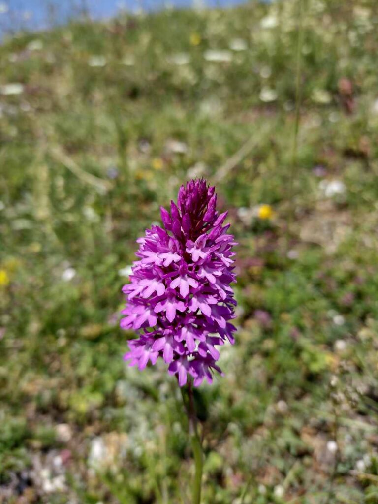 Consulenza territoriale - Anacamptis pyramidalis (L.) Rich. (Orchidaceae)