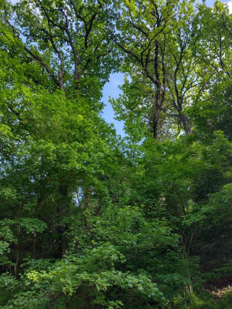 Consulenza territoriale - Bosco misto caducifoglio (Quercetea pubescentis Doing-Kraft ex Scamoni et Passarge)