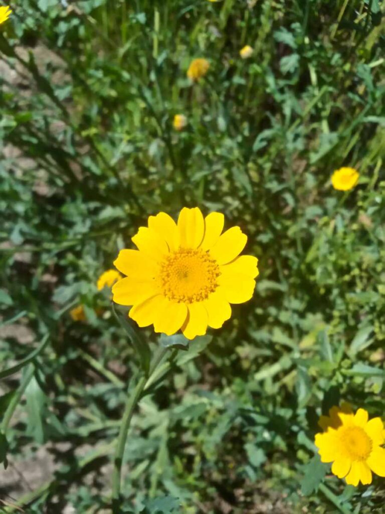 Consulenza territoriale - Coleostephus myconis (L.) Cass. ex Rchb.f. (Asteraceae)