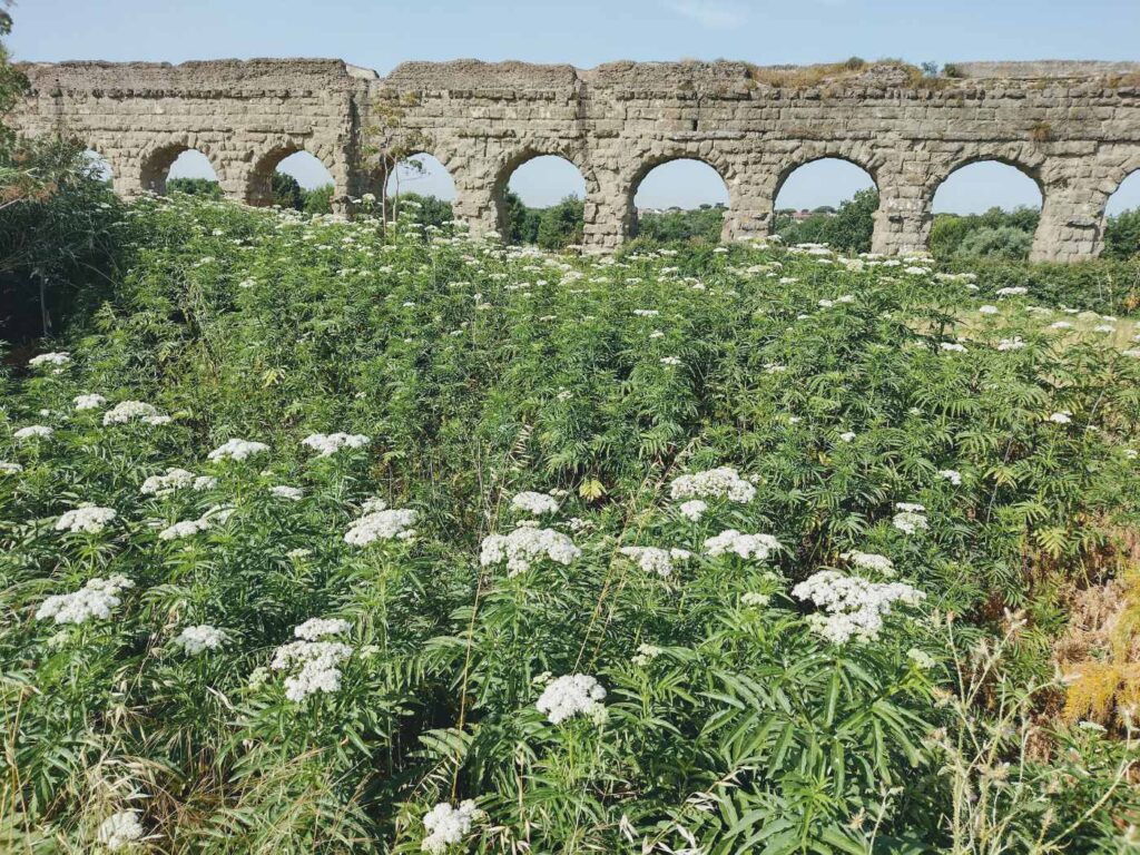 Consulenza territoriale - Comunità a Sambucus ebulus L. (Urtico-Sambucetum ebuli Br.-Bl.)