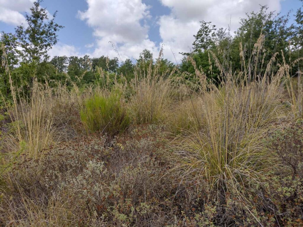 Consulenza territoriale - Habitat prioritario 5330