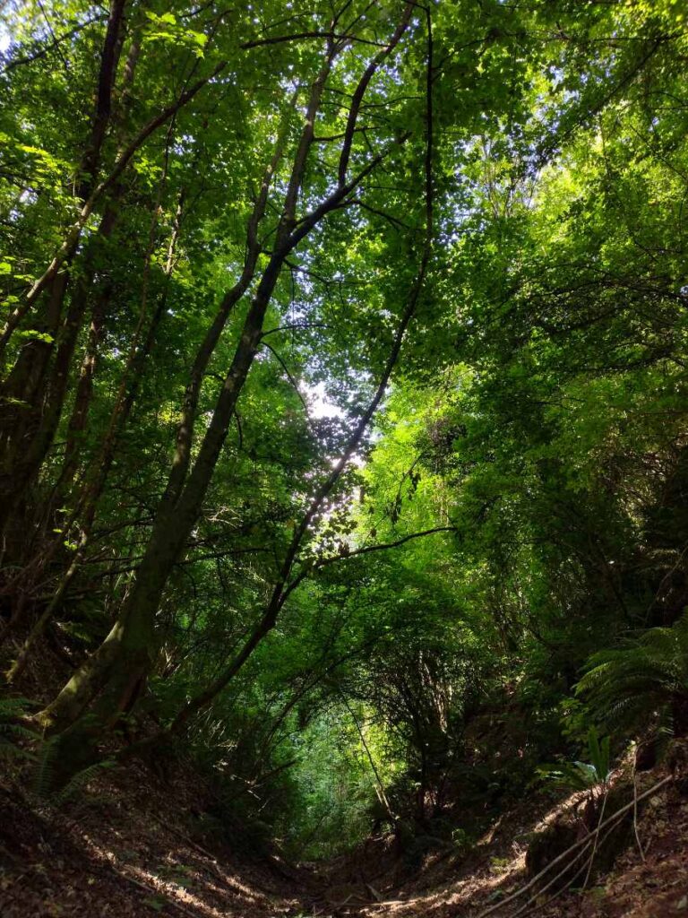 Consulenza territoriale - Habitat prioritario 9180