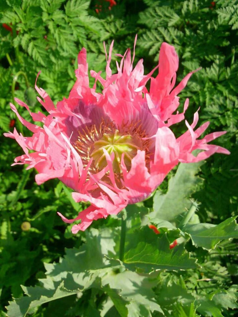 Consulenza territoriale - Papaver somniferum L.