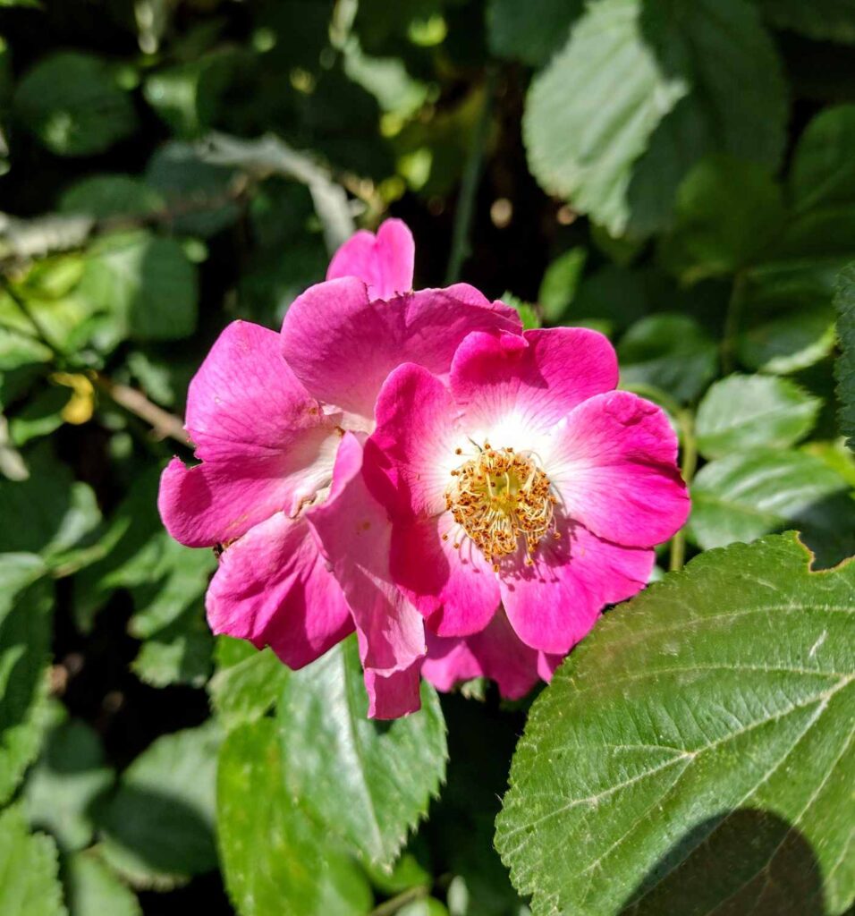 Consulenza territoriale - Rosa gallica L.