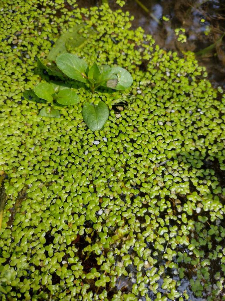 Consulenza territoriale - Vegetazione acquatica a Lemna (Lemnetea O. de Bolos et Masclans)